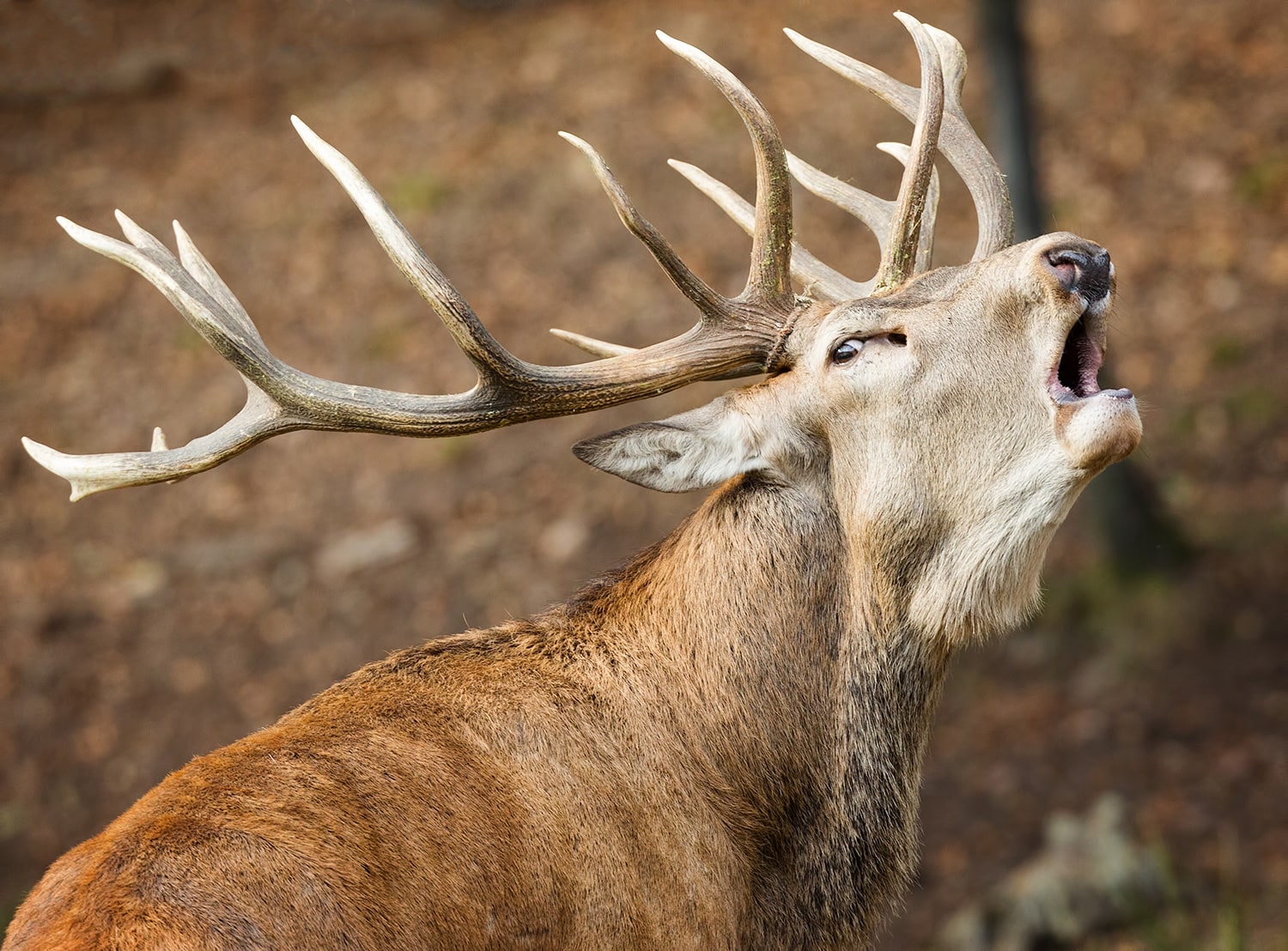 cerf-brame